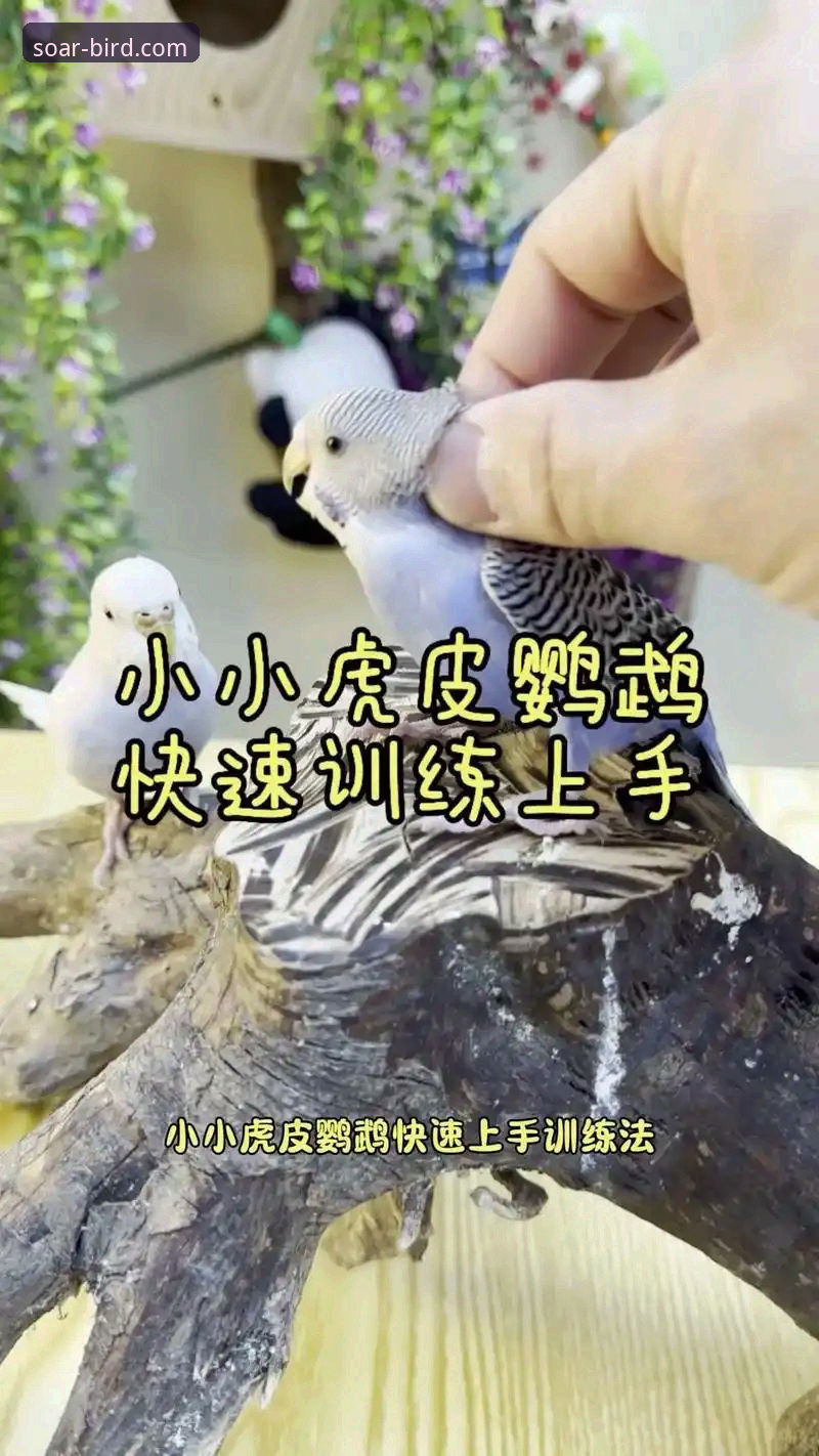 资深用户分享小鸟BIRD使用心得:从入门到精通的全流程实战经验