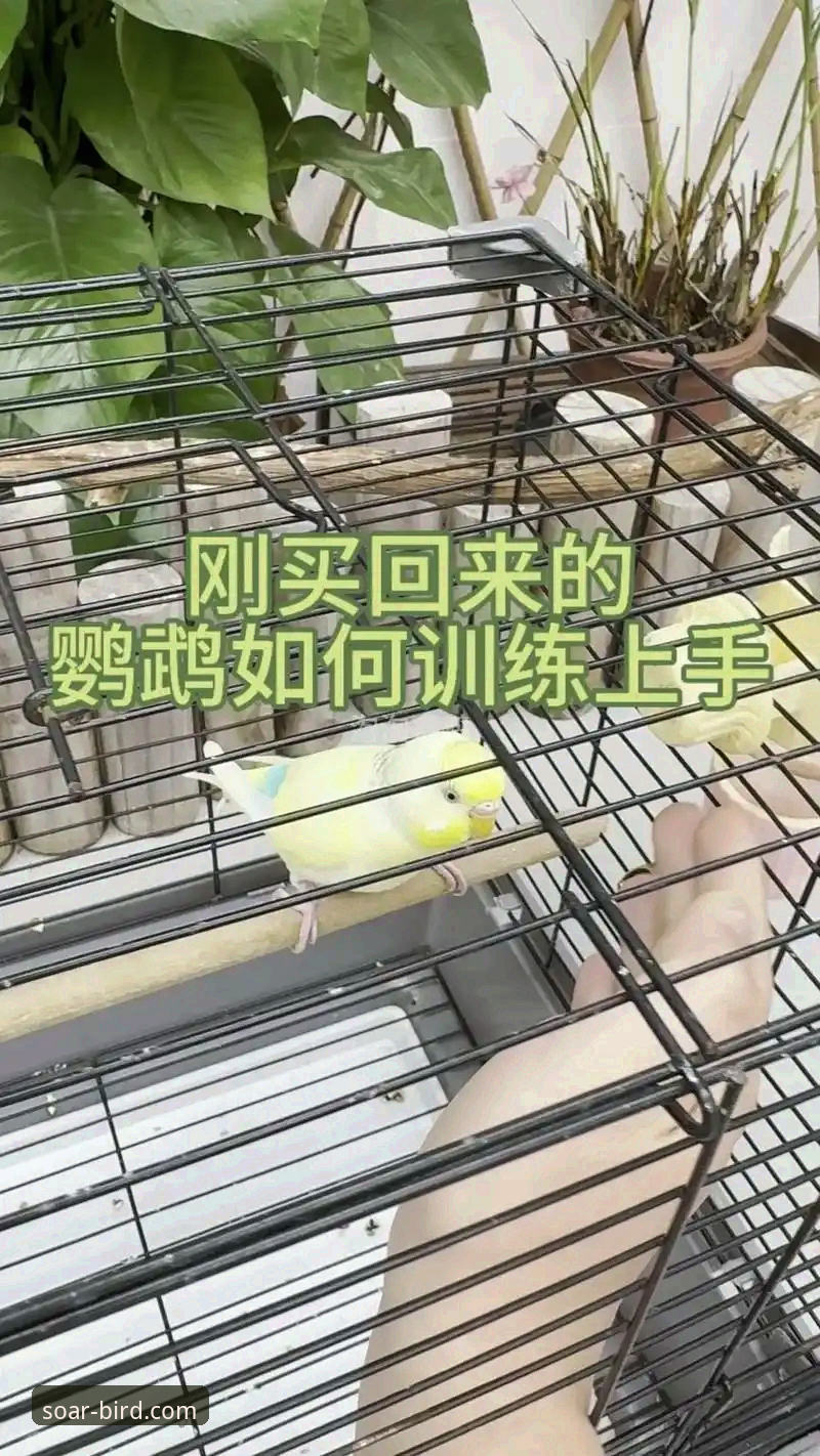 小鸟BIRD使用教程 资深用户分享小鸟BIRD使用心得:从入门到精通的全流程实战经验
