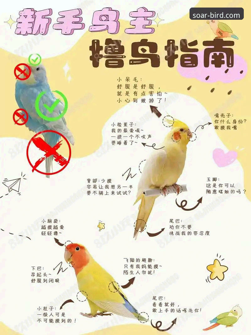 资深用户分享：小鸟BIRD安卓版使用心得，从新手到高手的飞行指南