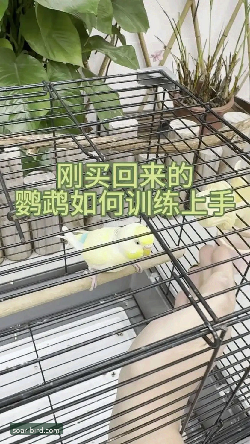 从入门到精通:掌握小鸟BIRD平台的3个关键步骤与5大实用技巧