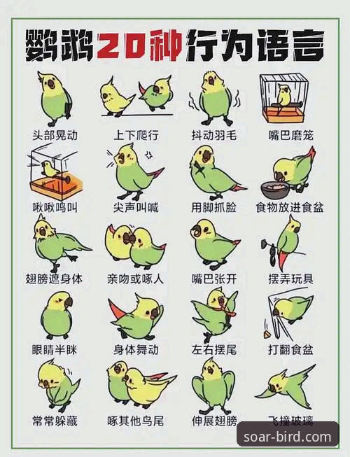 2026小鸟BIRD功能特色全解析:畅享飞行新体验
